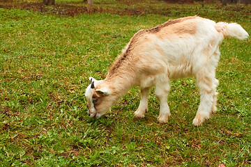 Image showing Goatling on the pasture