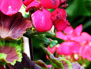 Image showing Praying Mantis hiding