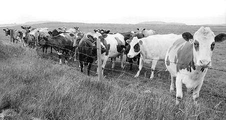 Image showing Cow herd