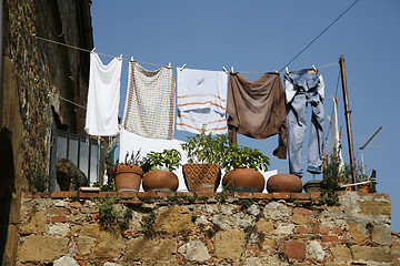 Image showing Washing day with cat