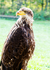 Image showing Big Sea Eagle Haliaeetus albicill