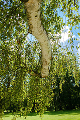 Image showing Tree of birch with leafs against spring blue sky