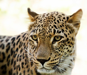 Image showing Closeup of Leopard looks forward