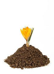 Image showing small plant crocus growing pile of the dirt