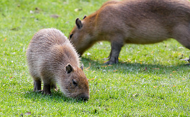 Image showing Capybara grazing on fresh green grass 