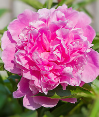 Image showing Big pink peony flower in garden