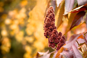 Image showing A beautiful autumn background