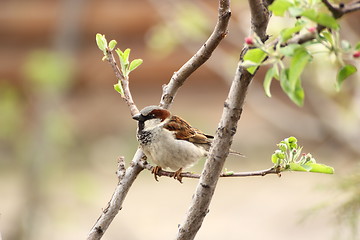 Image showing male sparrow