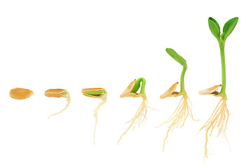 Image showing Sequence of pumpkin plant growing isolated, evolution concept