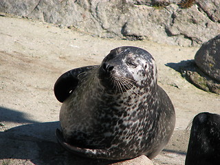 Image showing Seal