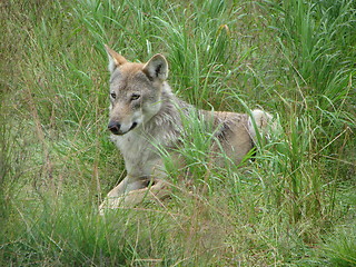 Image showing Wolf