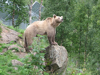 Image showing Standing Bear