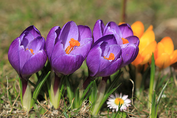 Image showing Crocus