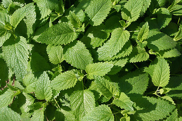 Image showing Lemon balm