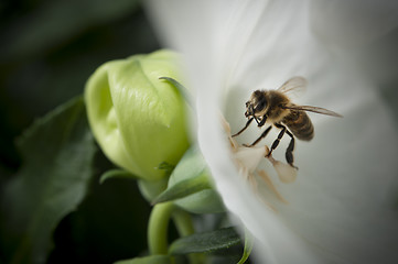 Image showing Bee in a white flower