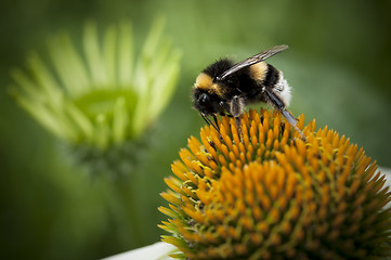 Image showing Bumblebee on a orange flower