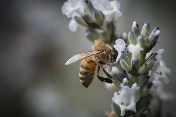 Image showing Honey Bee in a small purple flower