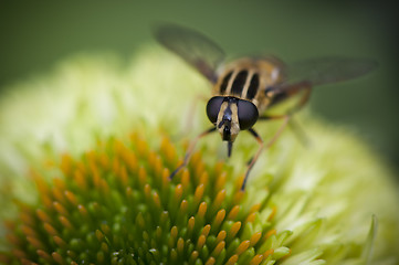 Image showing Wasp fly on a green flower resting