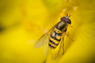 Image showing Wasp fly on a yellow flower resting