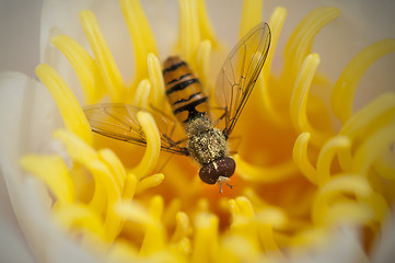 Image showing Wasp in a yellow flower