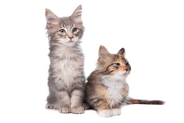 Image showing Maine Coon kittens