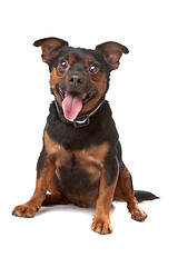 Image showing blind mixed breed dog