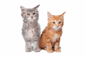 Image showing Maine Coon kittens