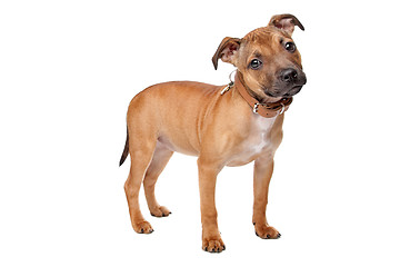 Image showing Staffordshire Bull Terrier puppy