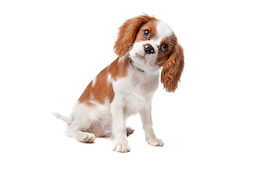 Image showing Cavalier King Charles Spaniel puppy