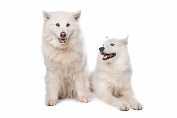 Image showing Samoyed (dog)