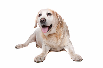 Image showing labrador retriever