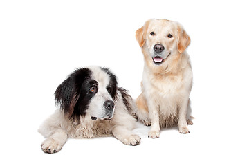 Image showing Landseer dog and a labrador retriever