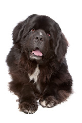 Image showing Newfoundland (dog)