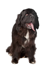 Image showing Newfoundland (dog)