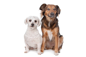 Image showing two mixed breed dogs