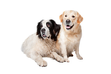 Image showing Landseer dog and a labrador retriever