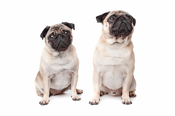 Image showing two pug dogs