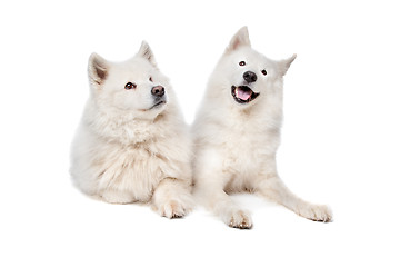 Image showing Samoyed (dog)