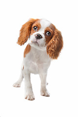Image showing Cavalier King Charles Spaniel puppy
