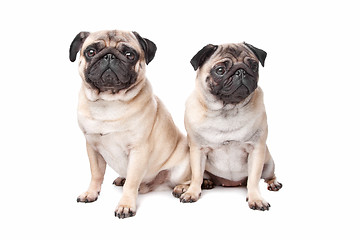 Image showing two pug dogs