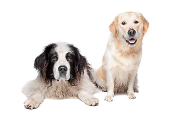 Image showing Landseer dog and a labrador retriever