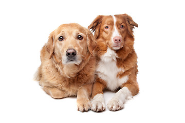 Image showing Nova Scotia Duck Tolling Retriever and a golden retriever