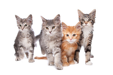 Image showing Maine Coon kittens