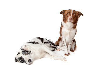 Image showing Border Collie