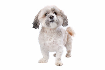 Image showing shih tzu