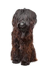 Image showing Briard , Berger de Brie, Berger Briard