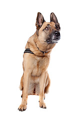 Image showing German Shepherd dog