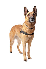 Image showing German Shepherd dog