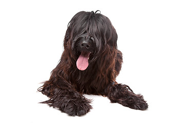 Image showing Briard , Berger de Brie, Berger Briard