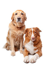 Image showing Nova Scotia Duck Tolling Retriever and a golden retriever